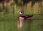 WoodDuck-0030.jpg