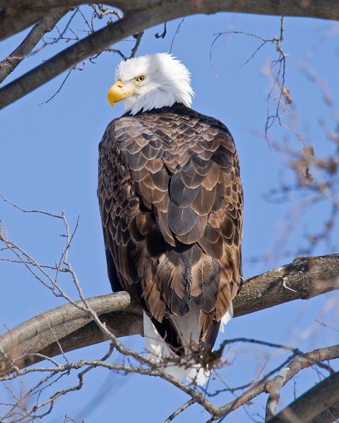 BaldEagle-0142