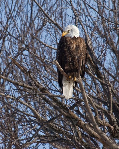 BaldEagle-0190