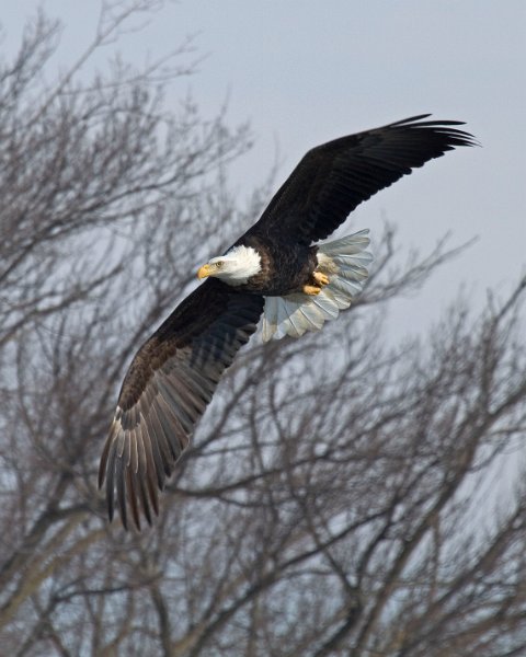 BaldEagle-0227