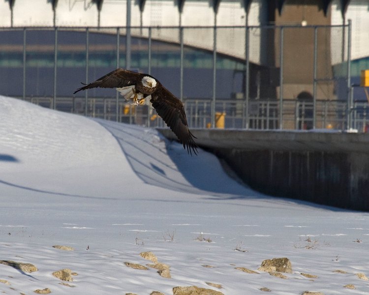 BaldEagle-0244