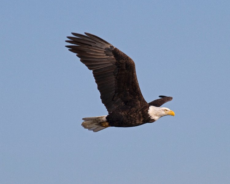 BaldEagle-0251