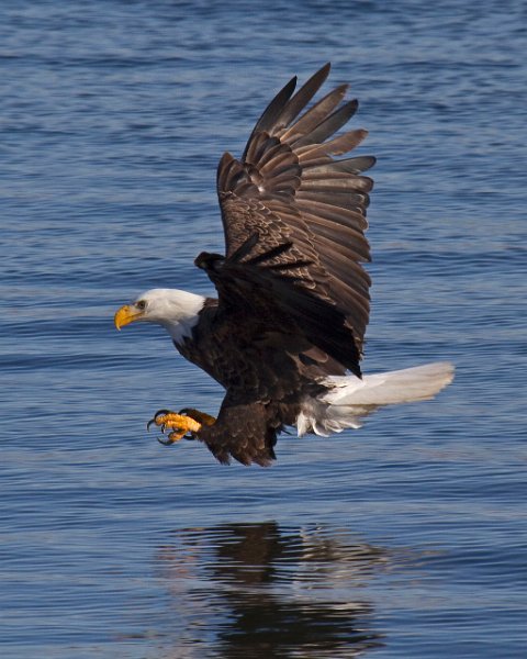 BaldEagle-0253