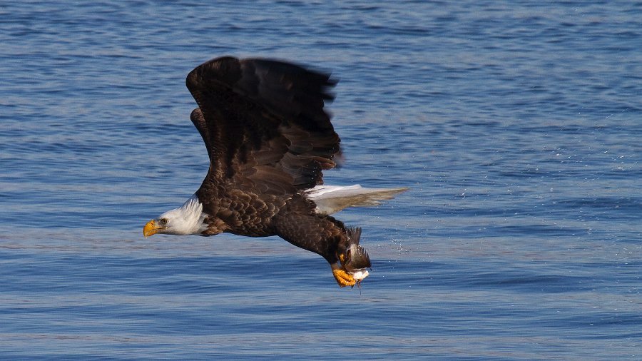 BaldEagle-0254