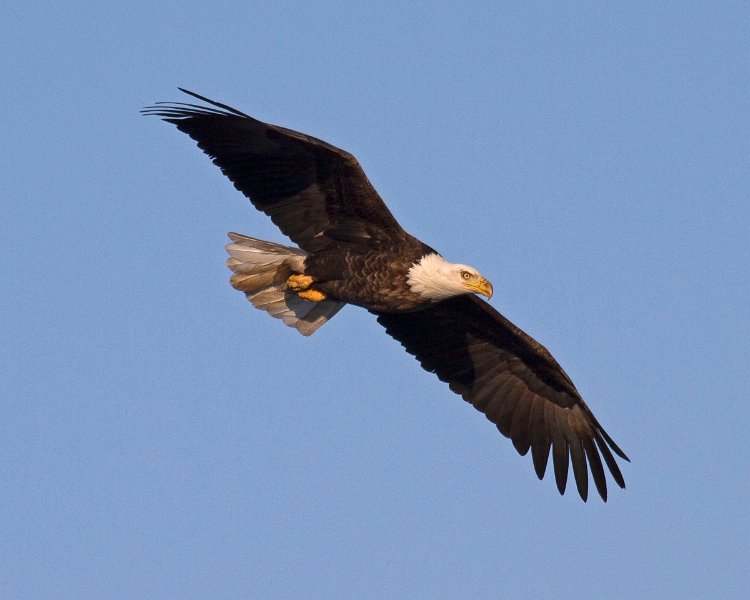 BaldEagle-0263