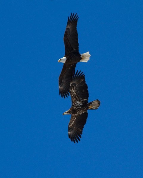 BaldEagle-0290