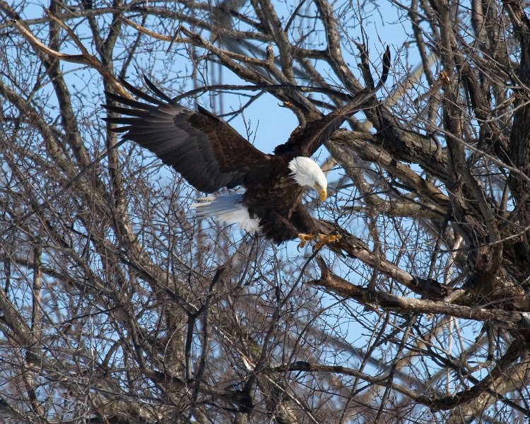 BaldEagle-0296