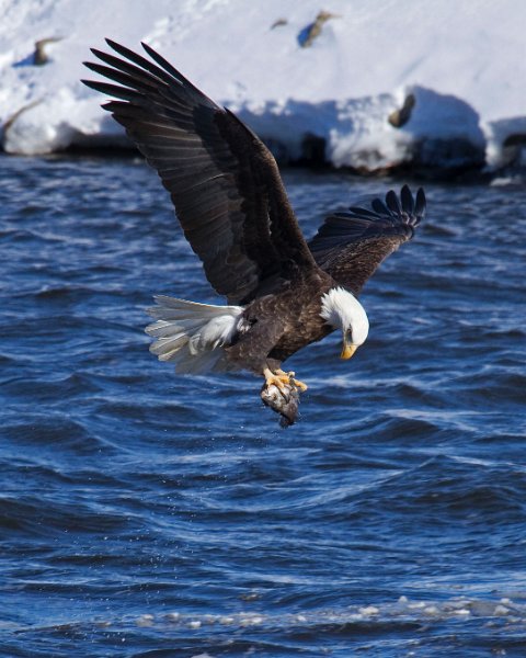 BaldEagle-0305