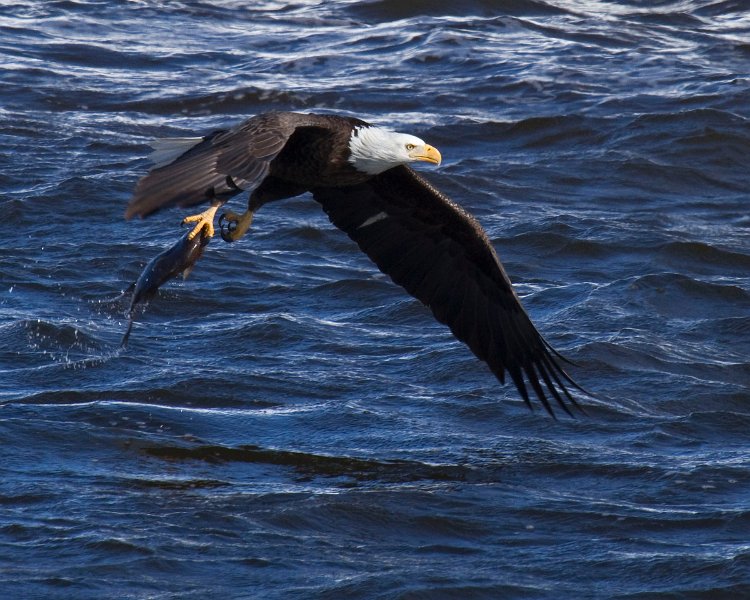 BaldEagle-0309