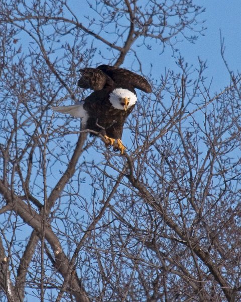 BaldEagle-0323