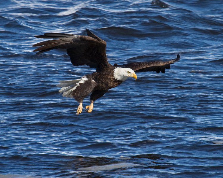 BaldEagle-0327