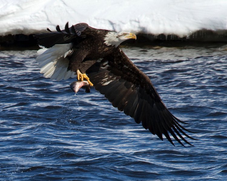 BaldEagle-0332