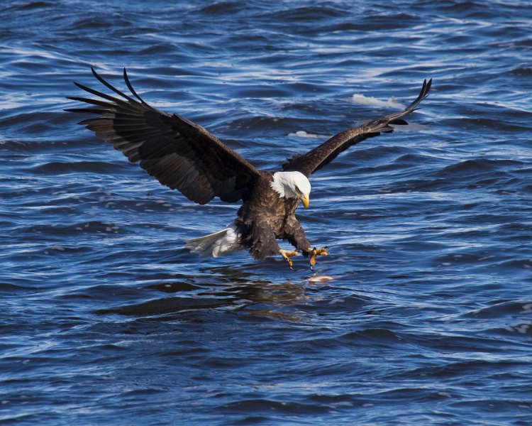 BaldEagle-0336