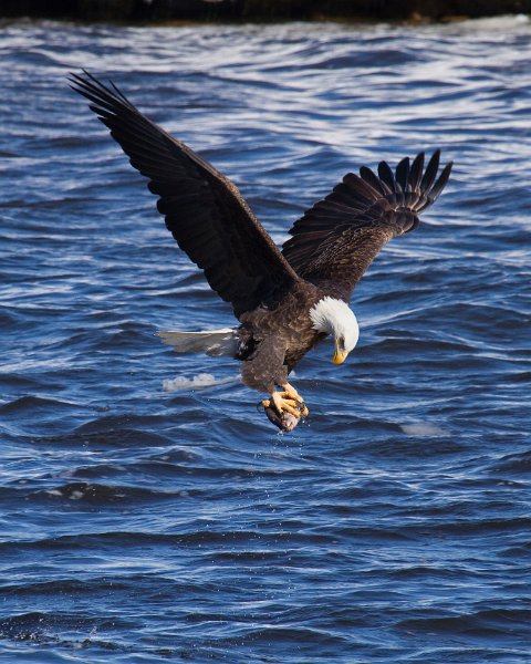 BaldEagle-0339