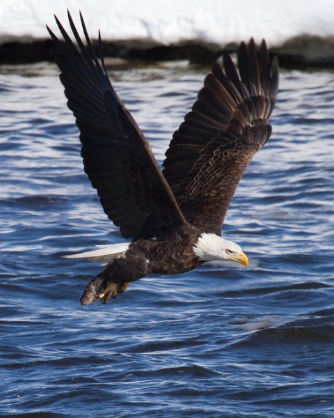 BaldEagle-0341