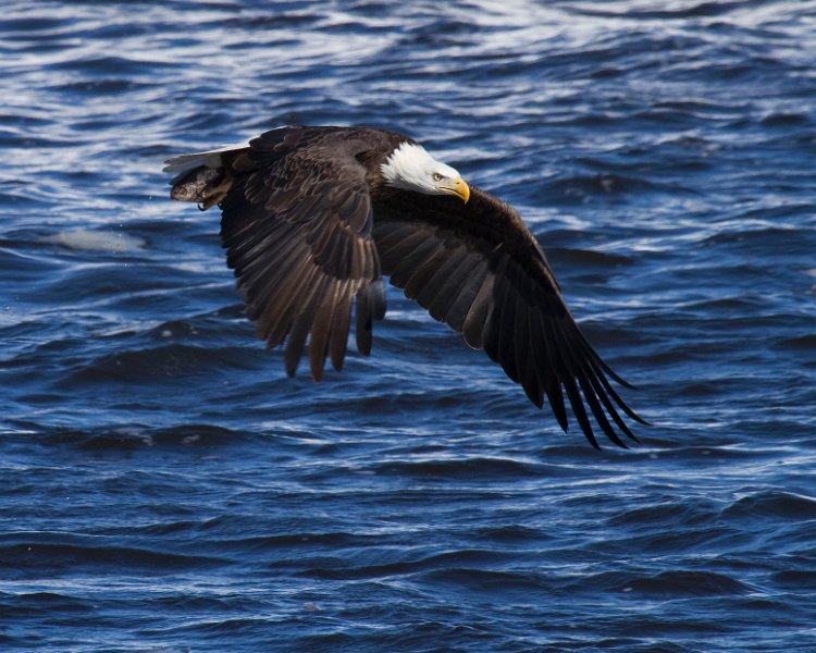 BaldEagle-0342