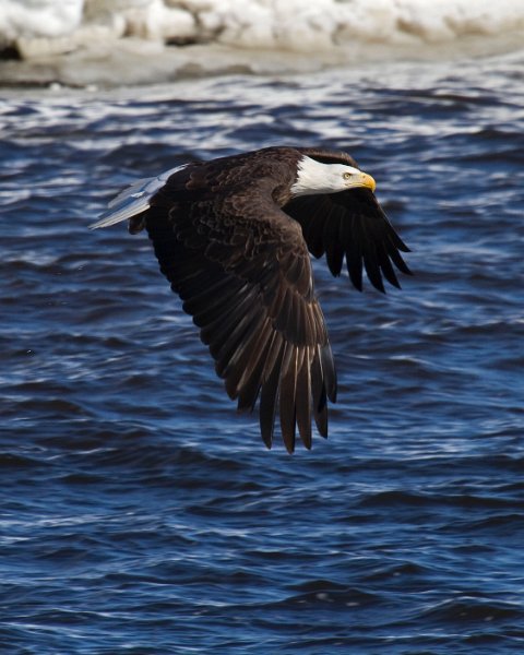 BaldEagle-0343