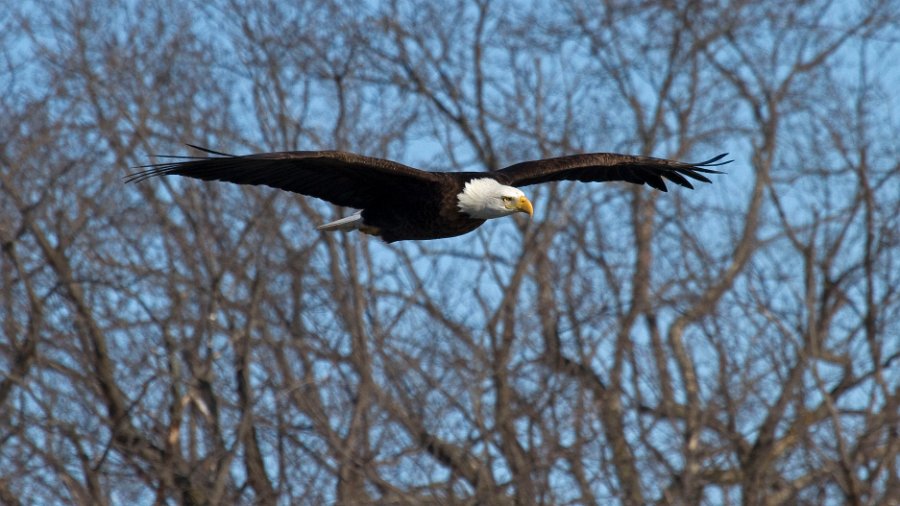 BaldEagle-0348