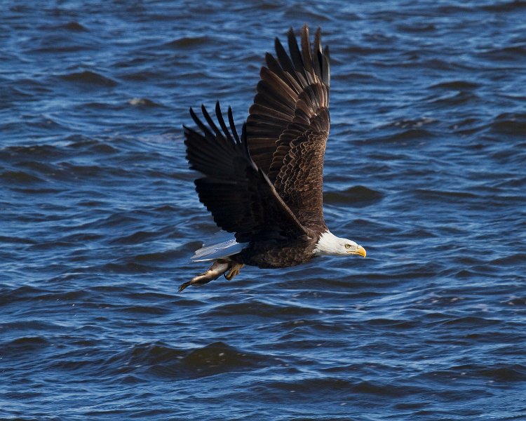 BaldEagle-0349