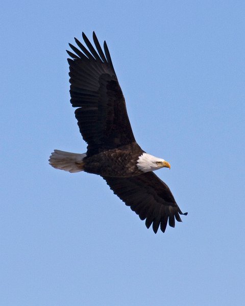 BaldEagle-0372