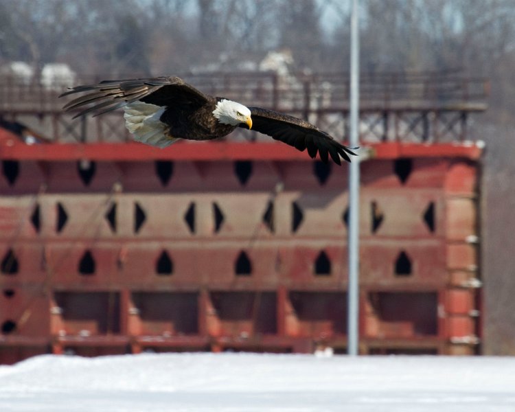 BaldEagle-0382