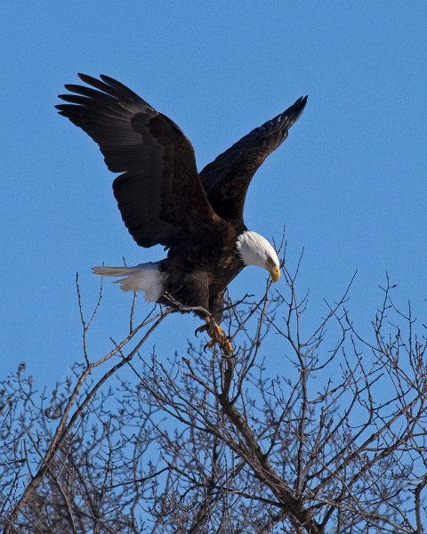 BaldEagle-0407