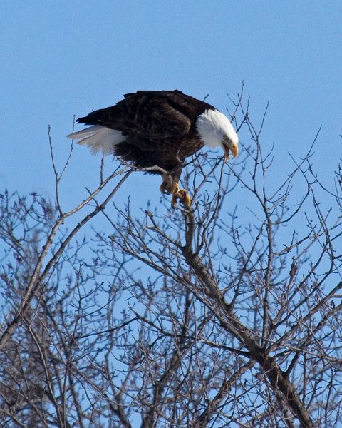 BaldEagle-0408