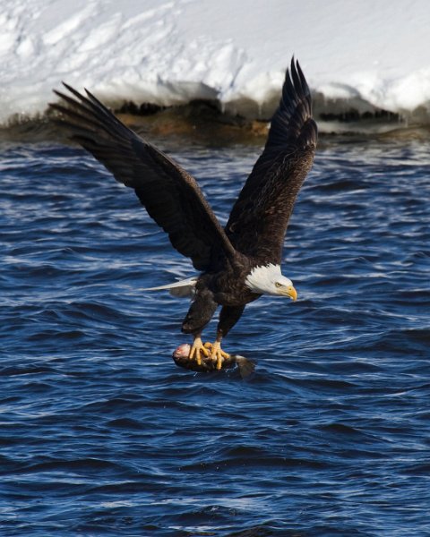 BaldEagle-0423