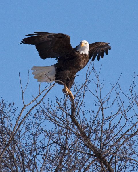 BaldEagle-0435