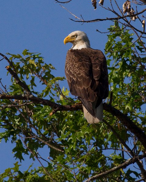 BaldEagle-0441