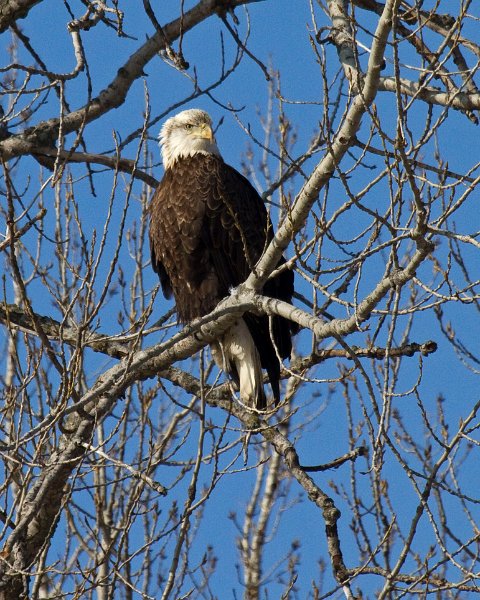 BaldEagle-0448