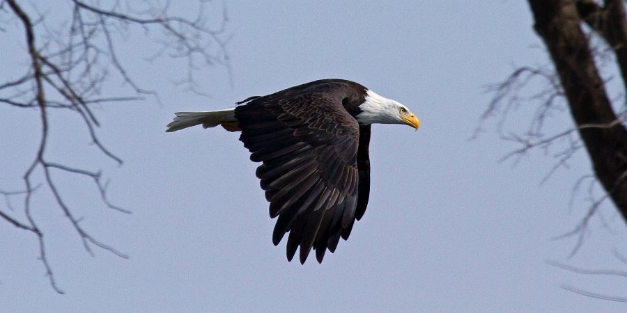 BaldEagle-0452