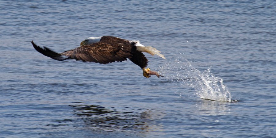 BaldEagle-0455