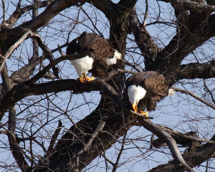 BaldEagle-0457