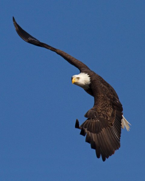 BaldEagle-0466