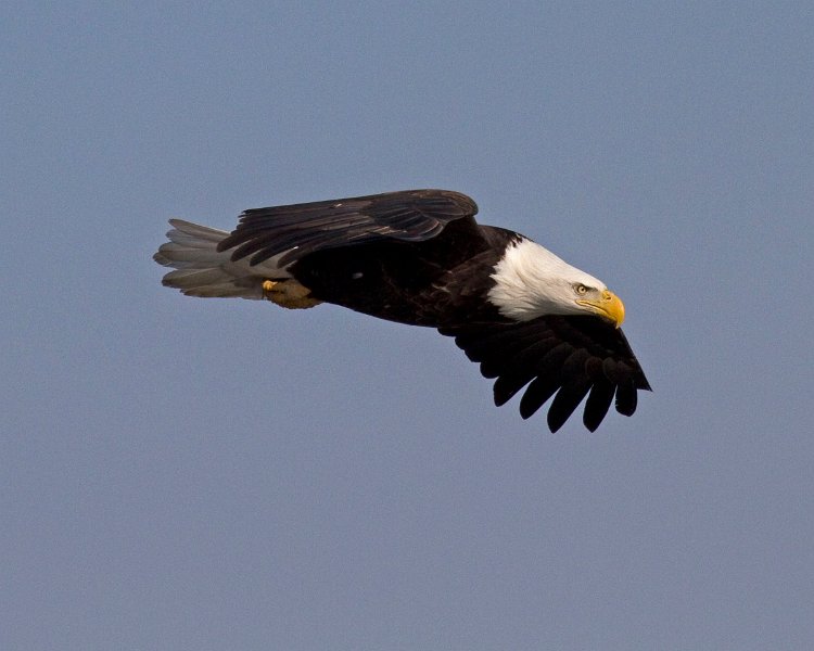 BaldEagle-0470