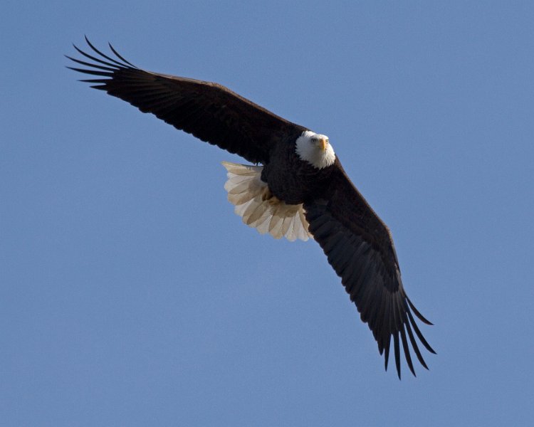 BaldEagle-0480