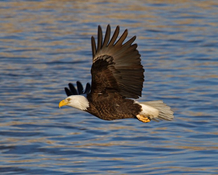 BaldEagle-0484