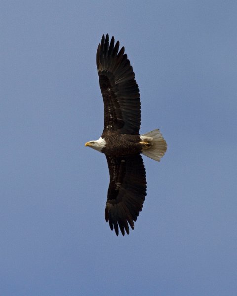 BaldEagle-0486