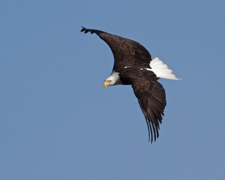 BaldEagle-0491