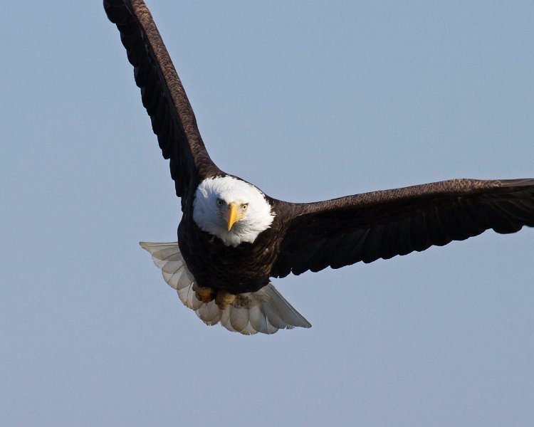 BaldEagle-0498