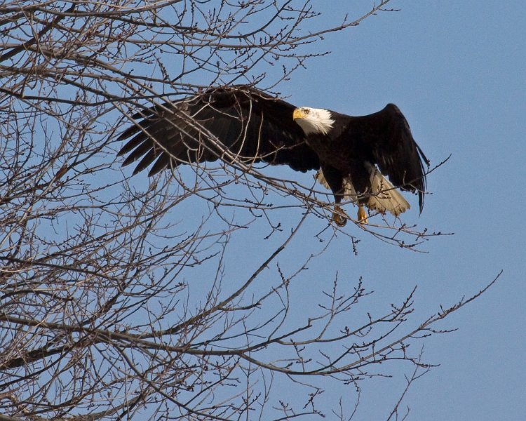 BaldEagle-0504