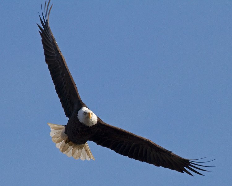 BaldEagle-0505