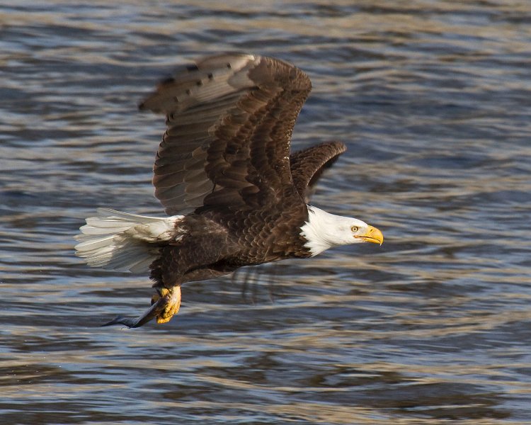 BaldEagle-0508