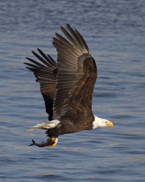 BaldEagle-0509