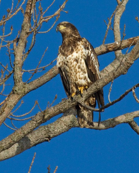 BaldEagle-0667