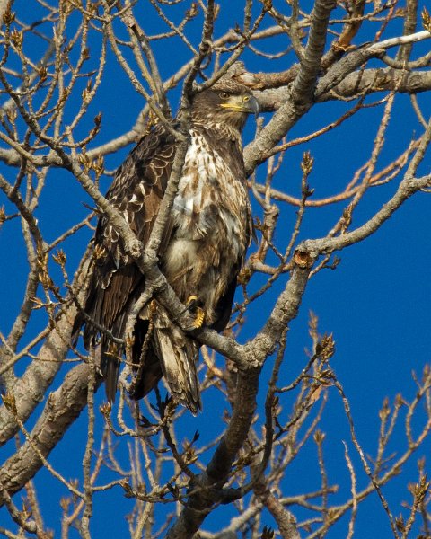 BaldEagle-0668