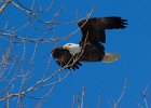 BaldEagle-0295.jpg