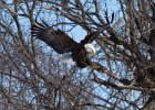 BaldEagle-0296.jpg