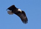 BaldEagle-0297.jpg